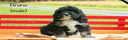 Mini Bernedoodle dogs for sale: Bruno - Ad 1