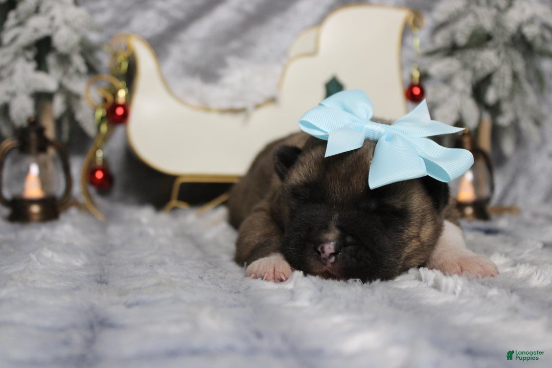 Akita dogs for sale: Jill  - Ad 4