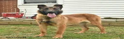 Belgian Malinois dogs for sale: Pablo  - Ad 3