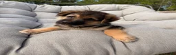 German Shepherd dogs for sale: Milo - Ad 2