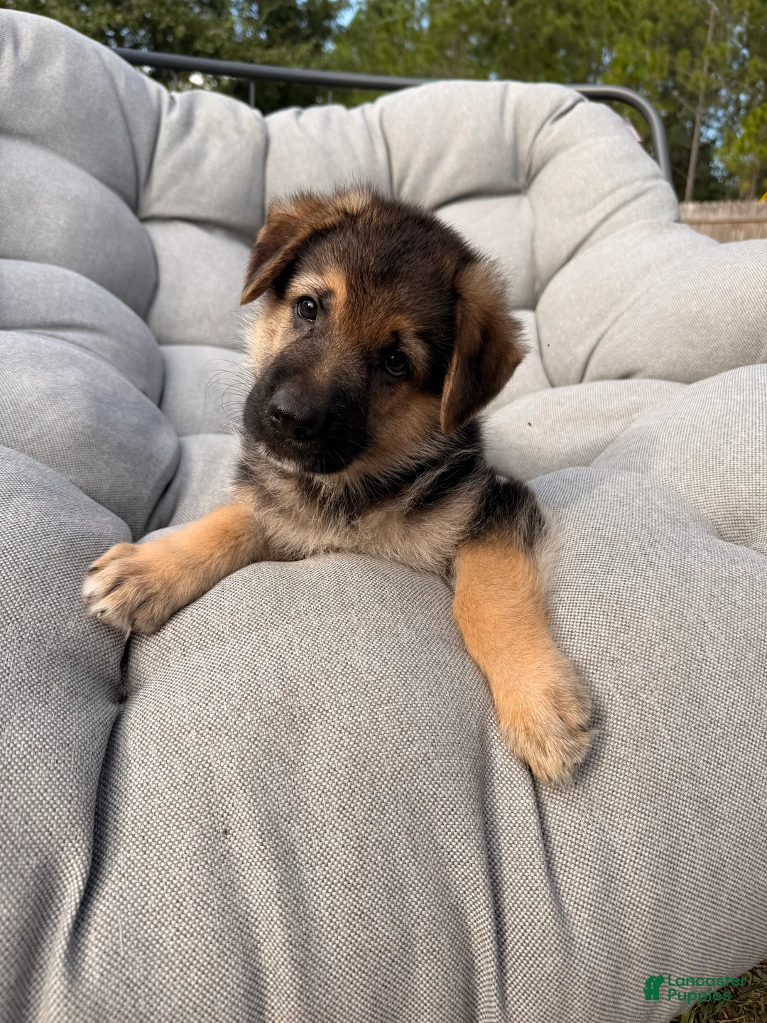 German Shepherd dogs for sale: Milo - Ad 2
