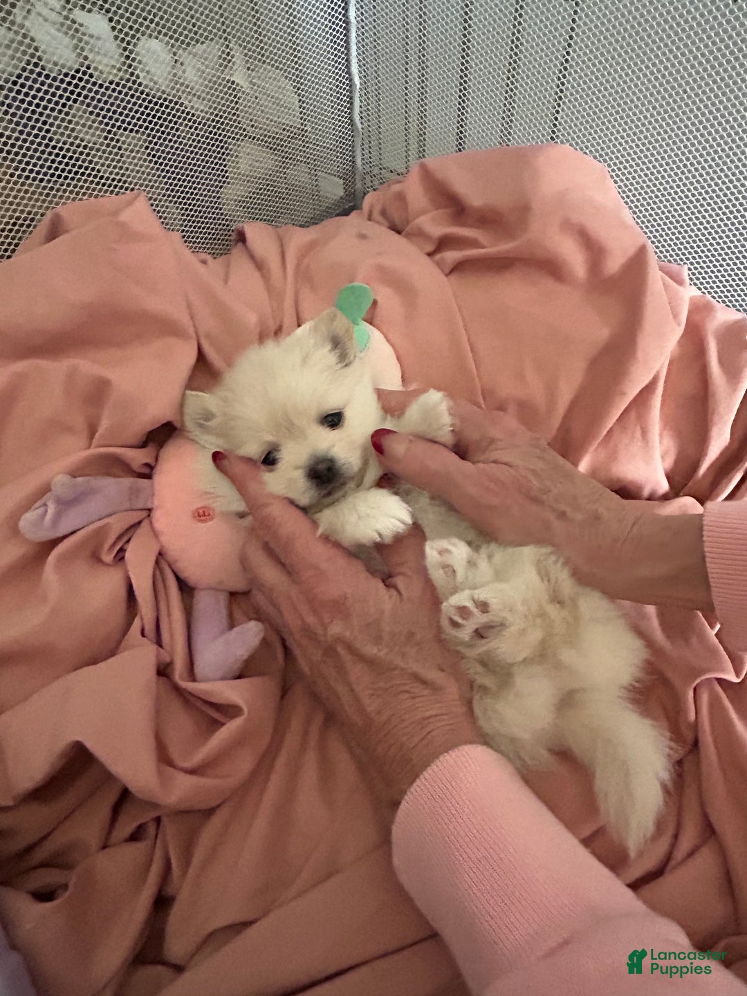 Pomeranian dogs for sale: Pomeranian Puppy 3 - Ad 3