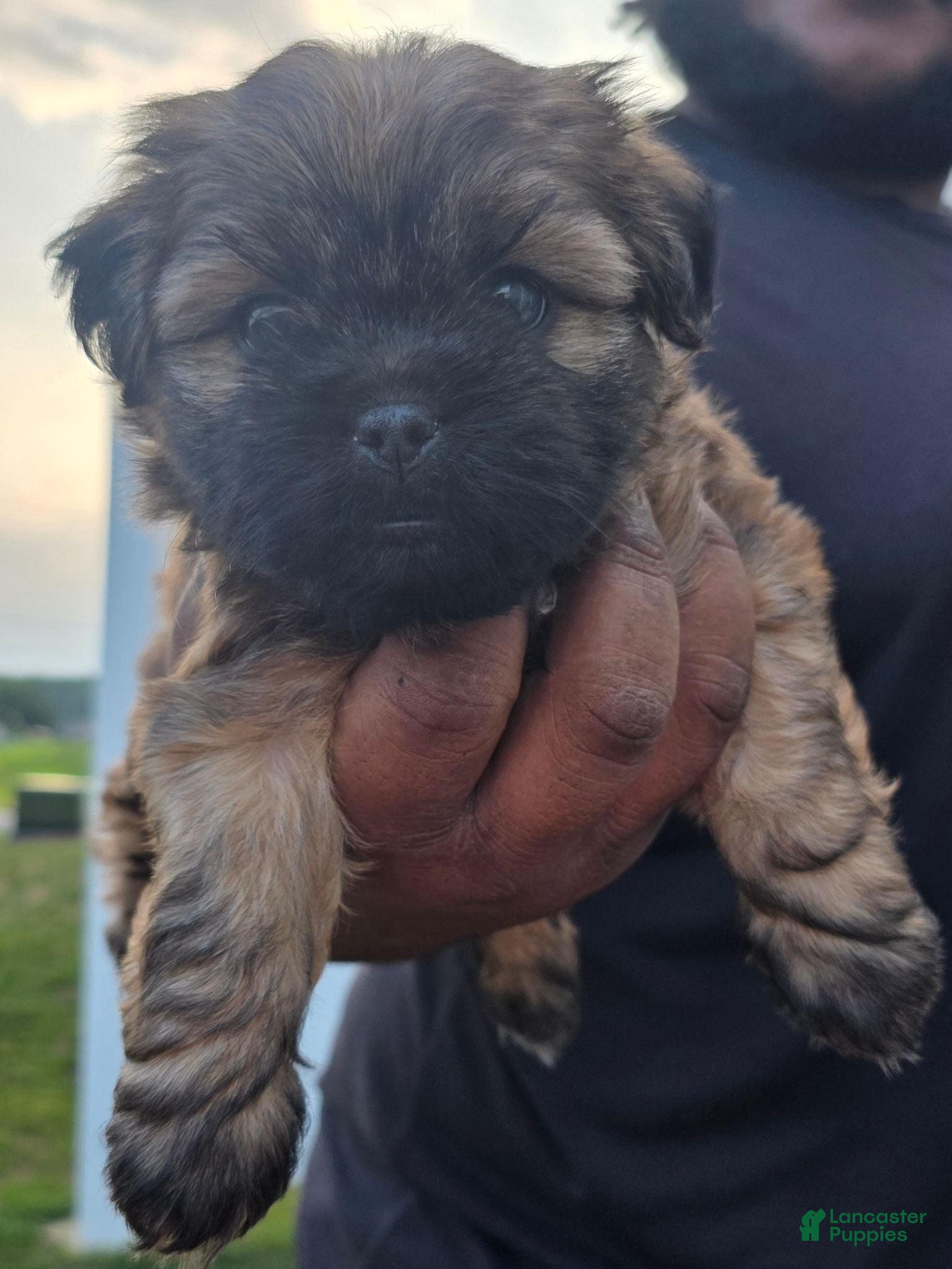 Shih Tzu dogs Shih Tzu 3 - Ad 1