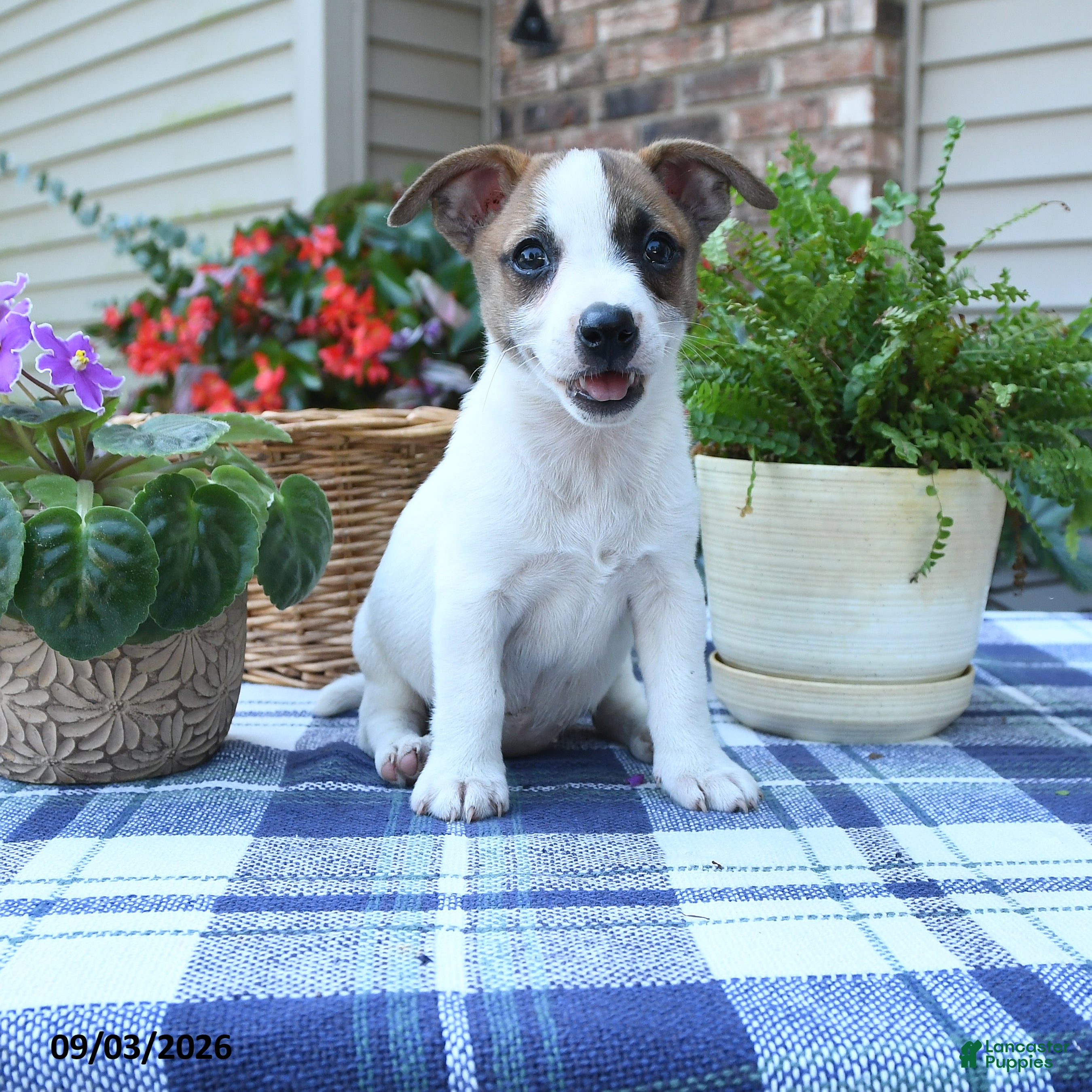 Jack Russell Terrier dogs Tulip - Ad 1