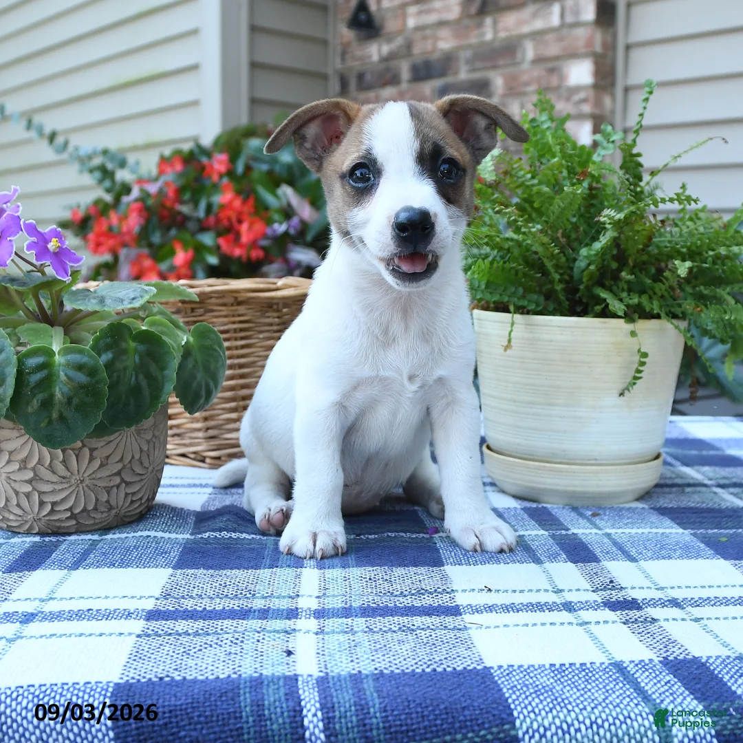 Jack Russell Terrier dogs for sale: Tulip - Ad 1