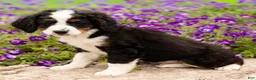 Mini Bernedoodle dogs for sale: Dexter  - Ad 3