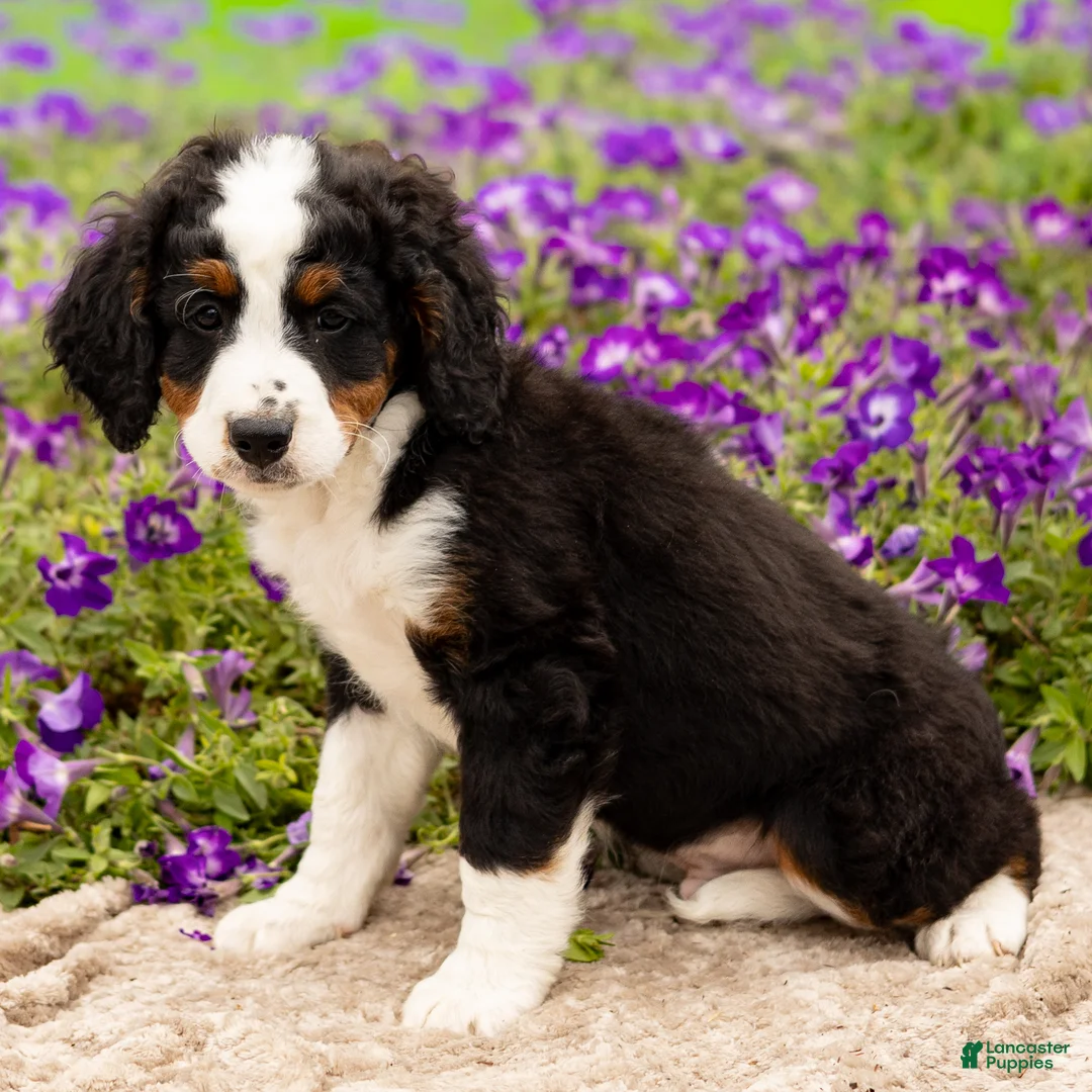 Mini Bernedoodle dogs for sale: Dexter  - Ad 3
