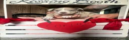 Olde English Bulldogge dogs for sale: Olde English Bulldogge 2 - Ad 8