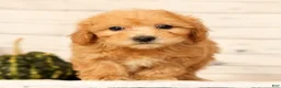 Bichpoo dogs for sale: Oscar - Ad 8