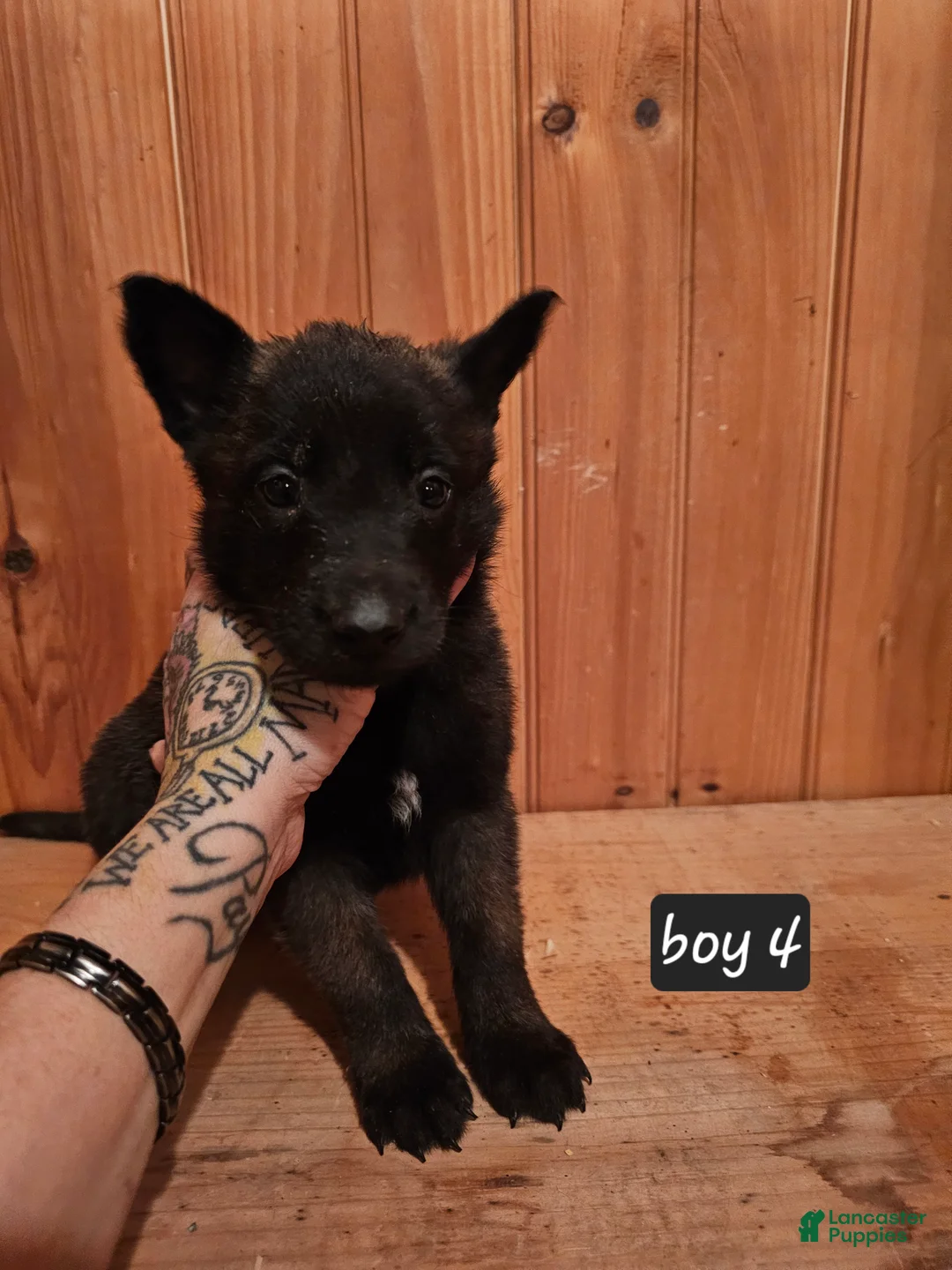 Belgian Malinois dogs for sale: Belgian Malinois Puppy 4 - Ad 7