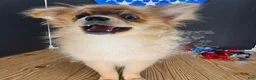 Pomeranian dogs for sale: Pepper's Long Shot - "Archer" - Ad 11