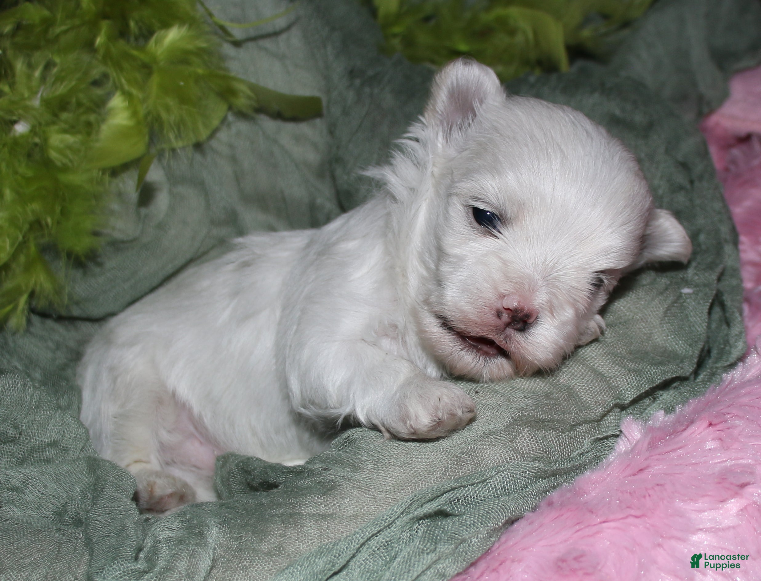 Maltese dogs Bruiser - Ad 2
