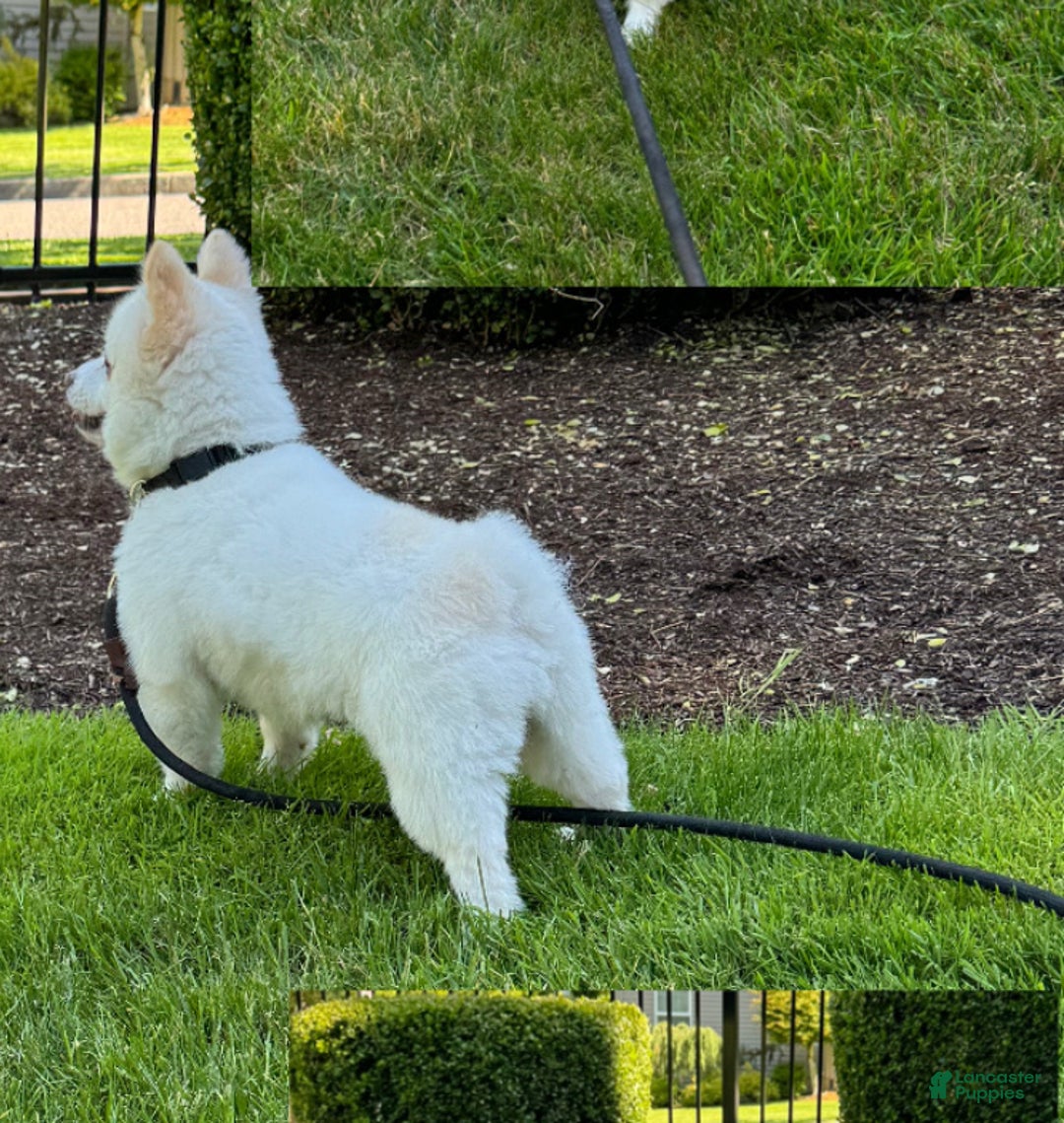 Pomeranian dogs for sale: Spunky ♥️ - Ad 2