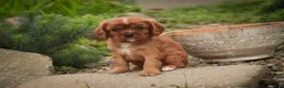 Cavalier King Charles Spaniel dogs for sale: Augie Cavalier King Charles Spaniel  - Ad 4