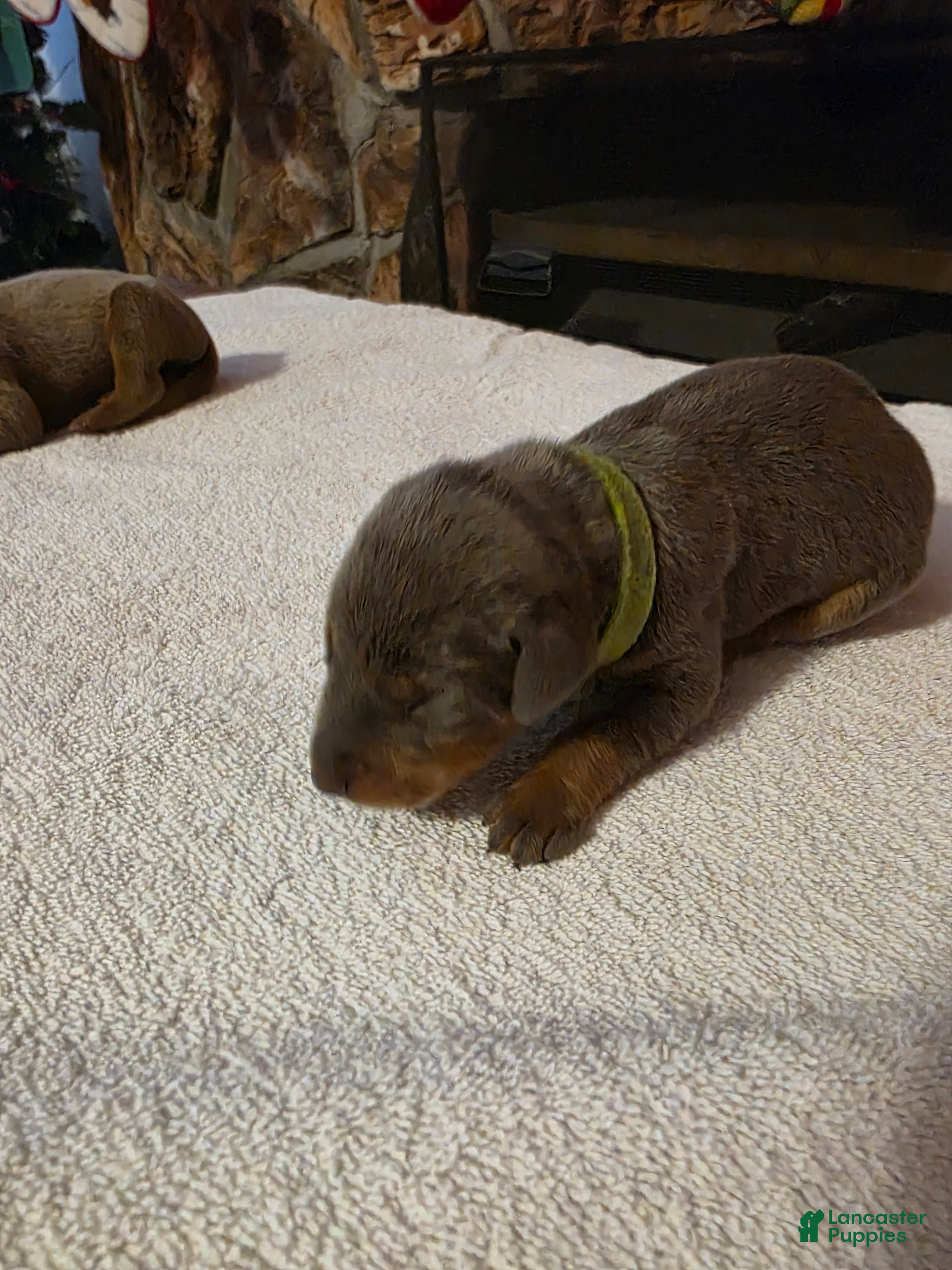 Doberman Pinscher dogs Doberman Pinscher Puppy 7 - Ad 34