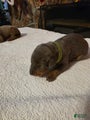 Doberman Pinscher Puppy 7