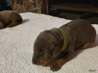 Doberman Pinscher dogs Doberman Pinscher Puppy 7 - Ad 40