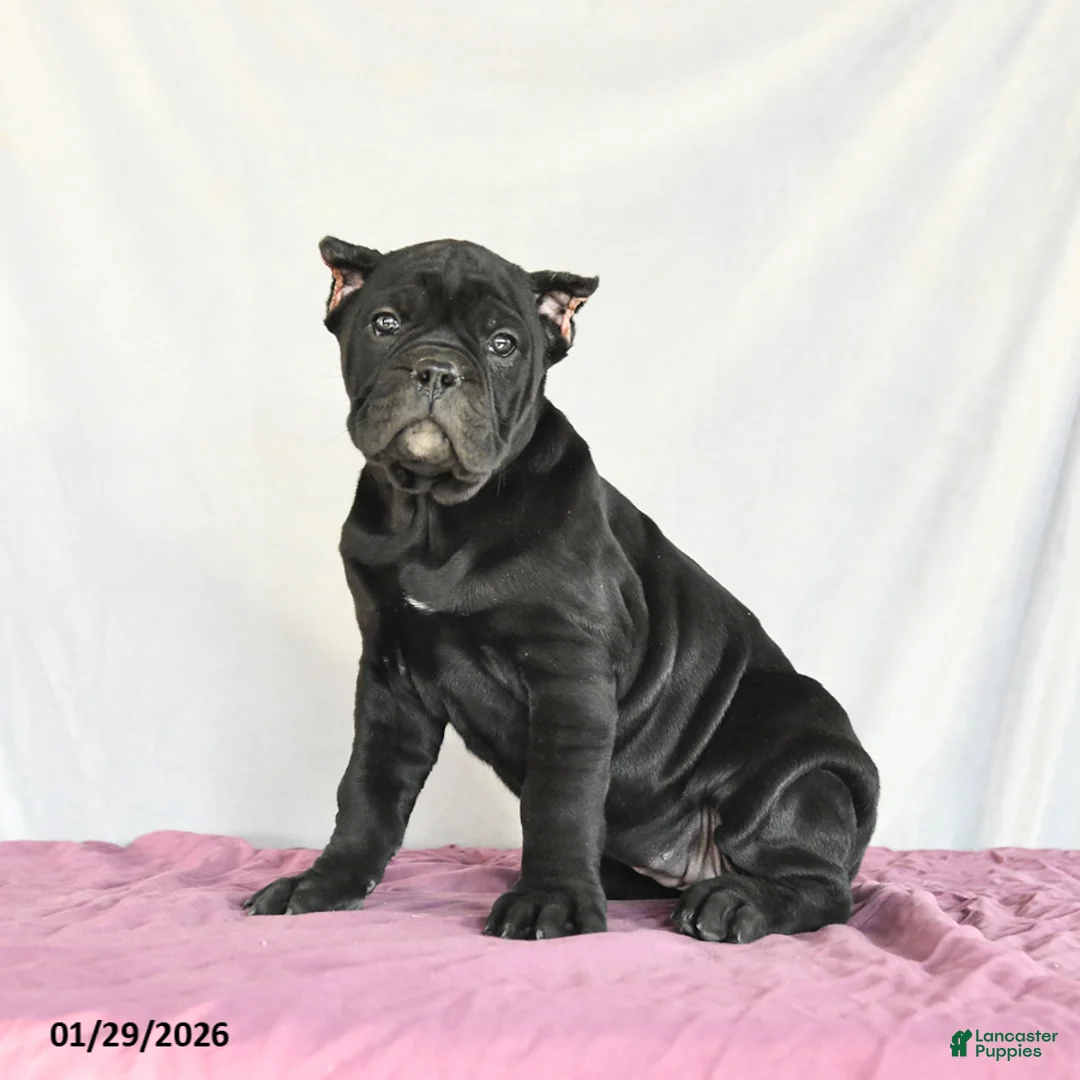 Cane Corso dogs for sale: Muffin - Ad 1