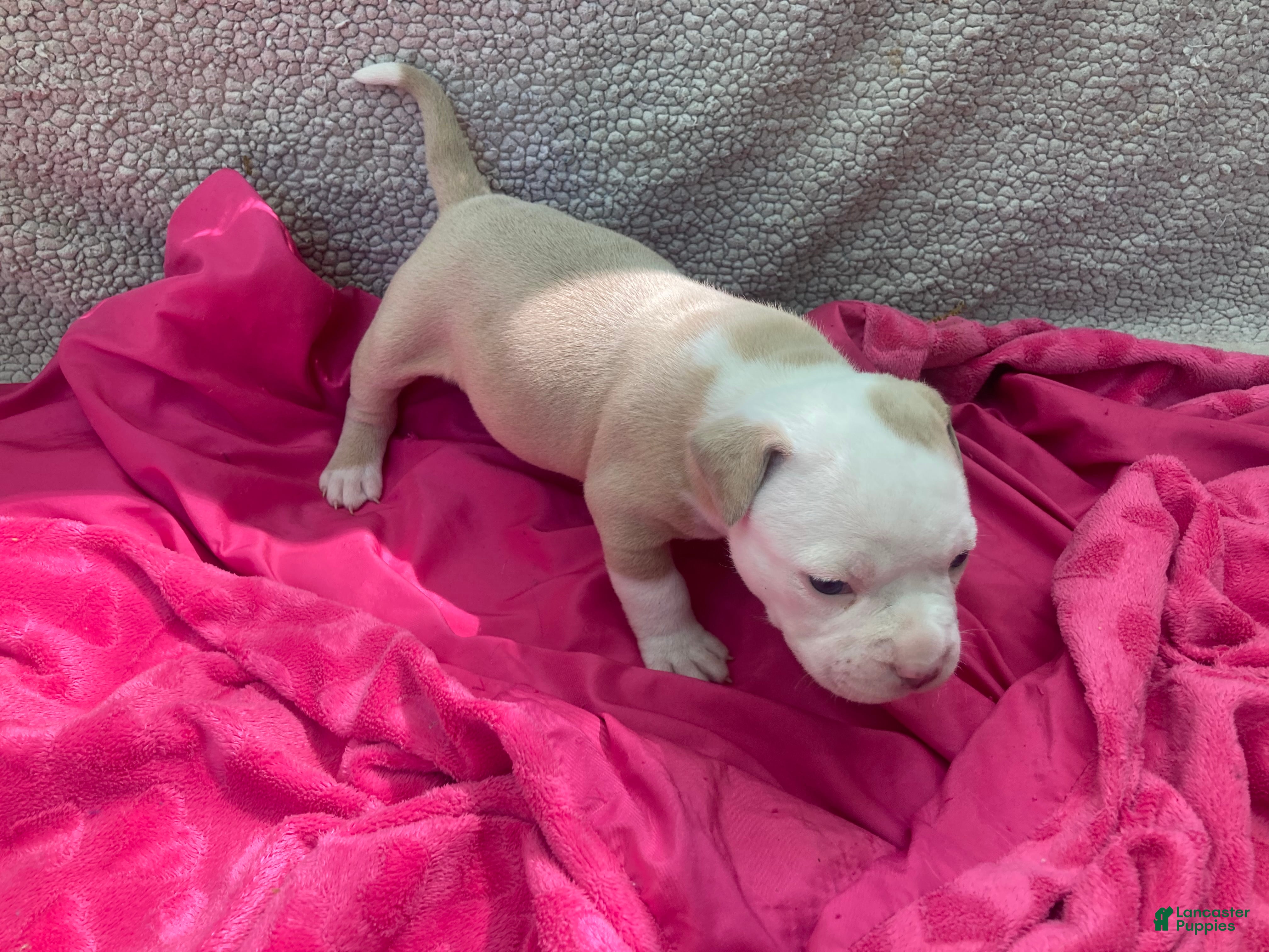 American Bully dogs American Bully Puppy 2 - Ad 2