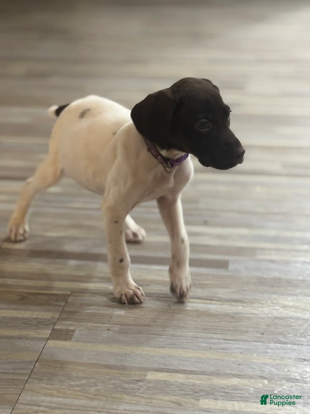 German Shorthaired Pointer dogs for sale: Cookie - Ad 2