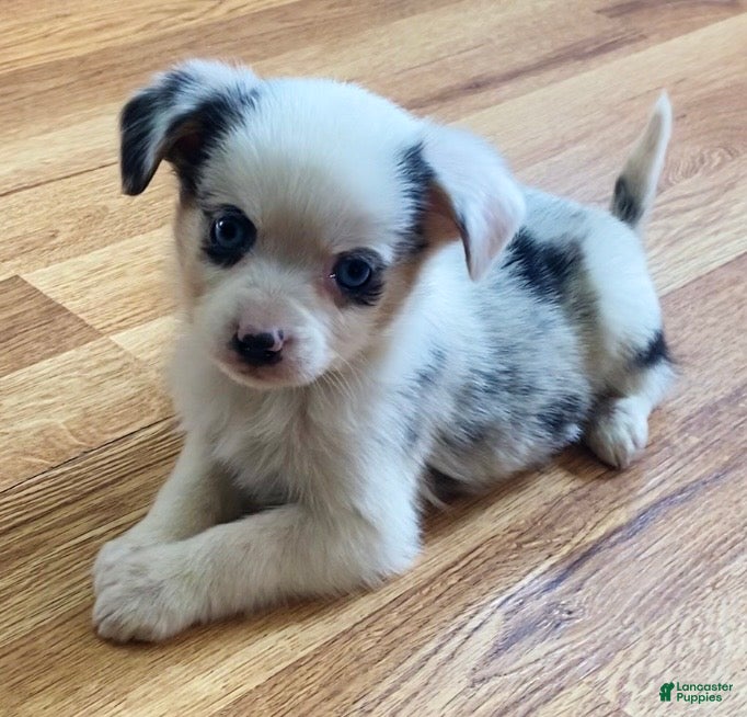 Mixed Breed dogs Max - Ad 14