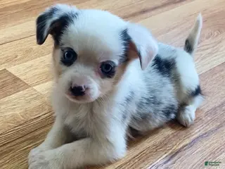 Mixed Breed dogs Max - Ad 14