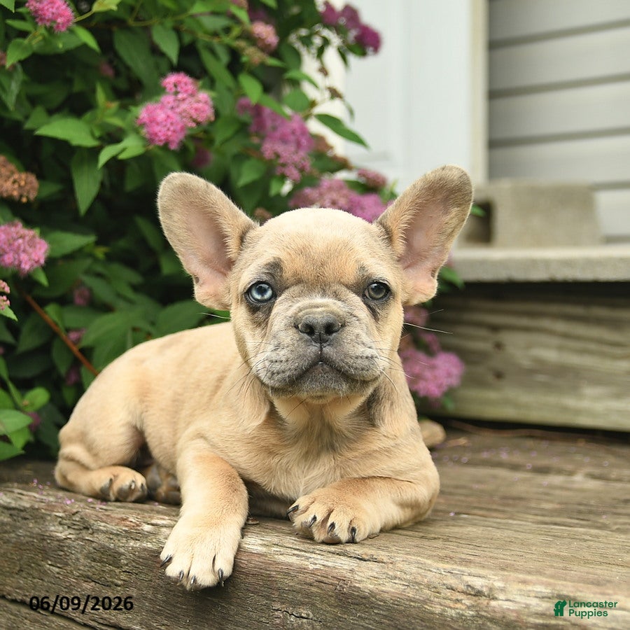 French Bulldog dogs Levi - Ad 1