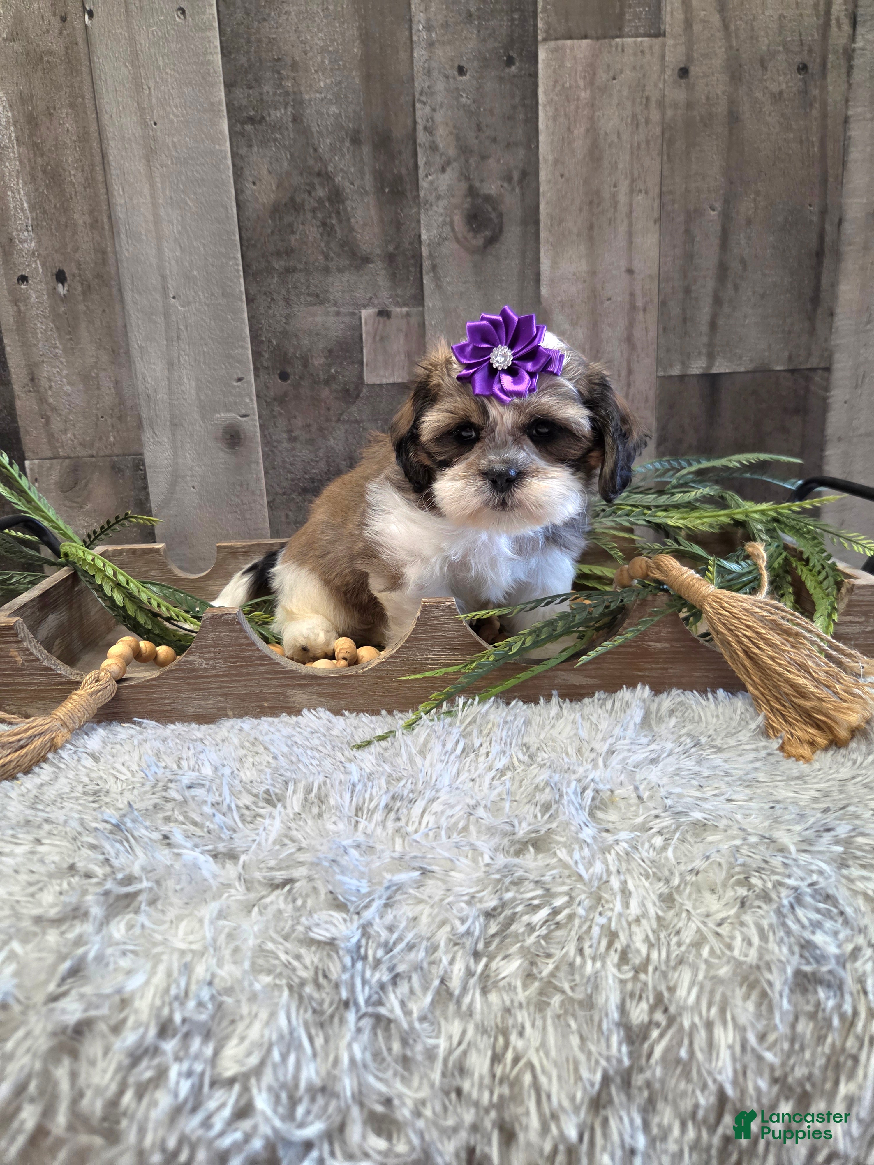 Shih Tzu dogs Summer - Ad 1