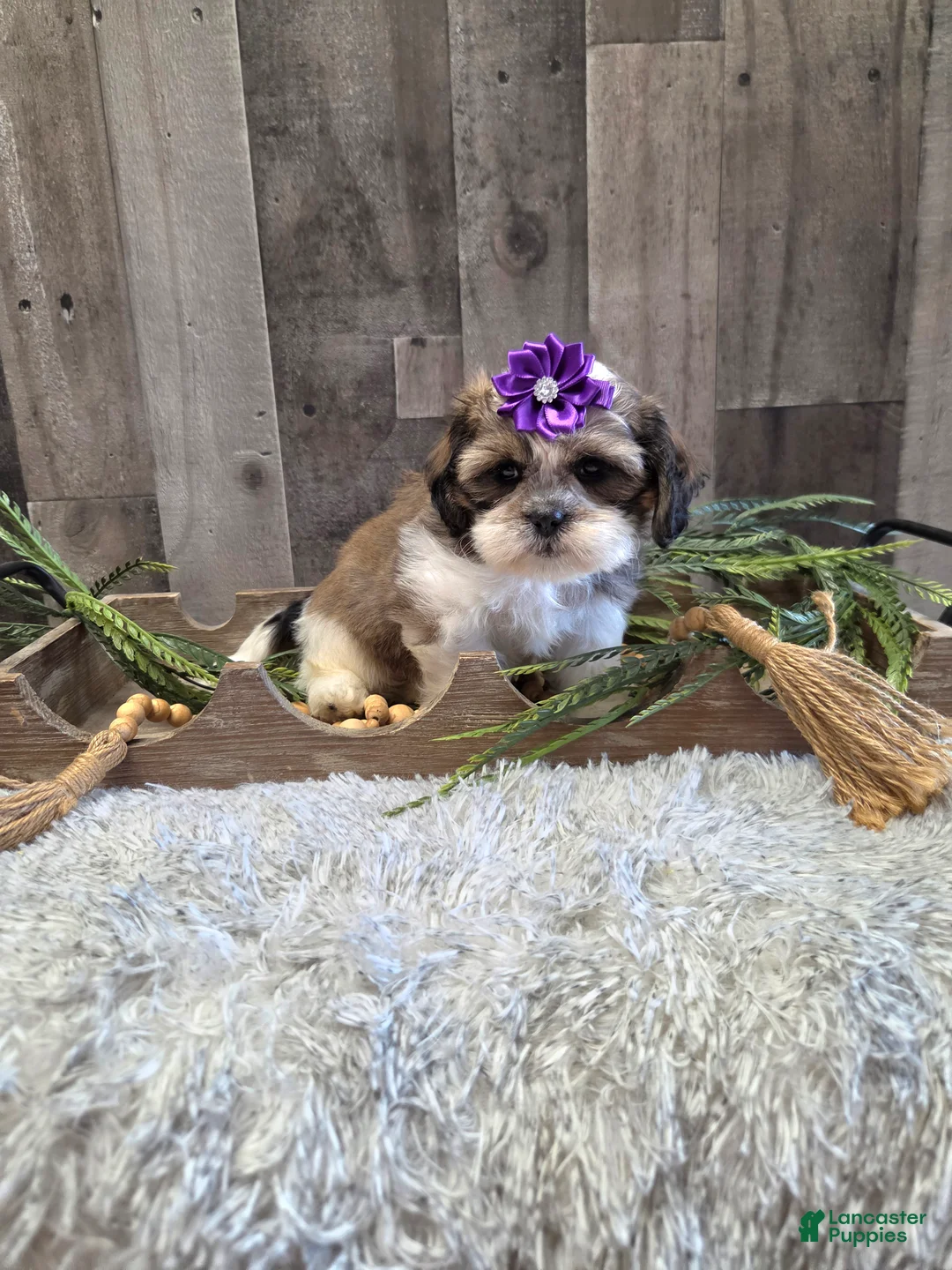 Shih Tzu dogs for sale: Summer - Ad 1