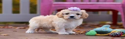 Cavachon dogs for sale: Rosie - Ad 7