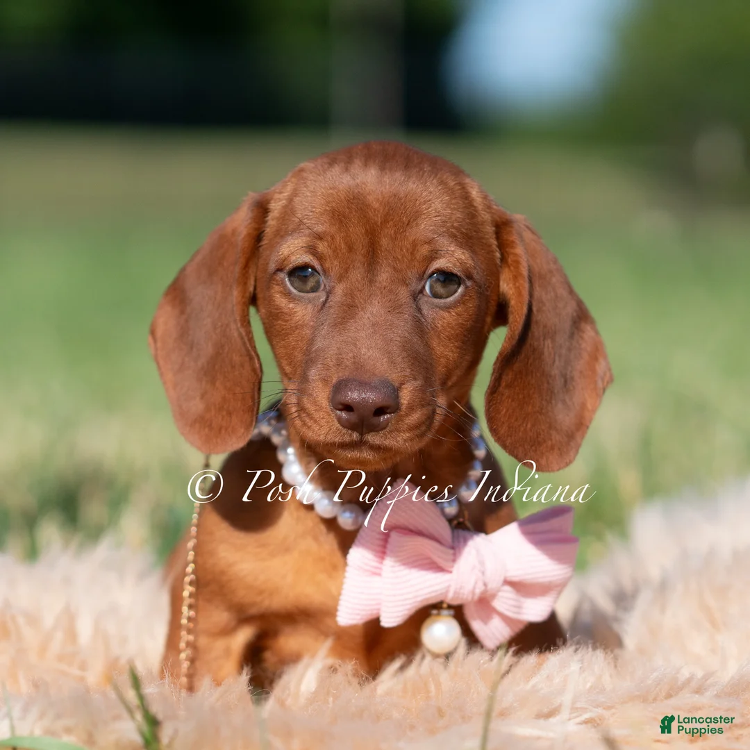Miniature Dachshund dogs for sale: Capri AKC - Ad 2