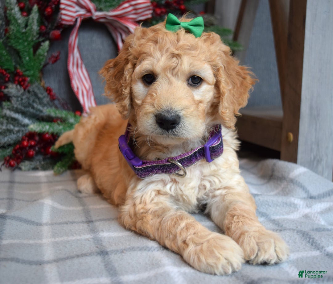 Goldendoodle dogs for sale: Penny - Ad 4