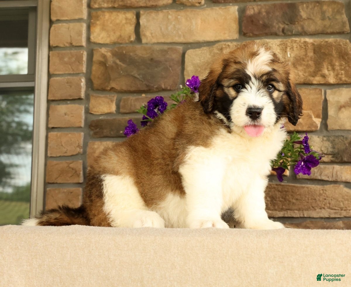 Saint Berdoodles dogs Dozer - Ad 1