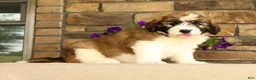 Saint Berdoodles dogs for sale: Dozer - Ad 1