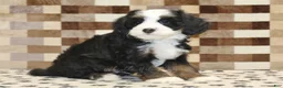 Mini Bernedoodle dogs for sale: Leo - Ad 4
