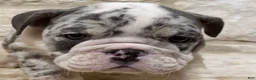 English Bulldog dogs for sale: Chase - Ad 3