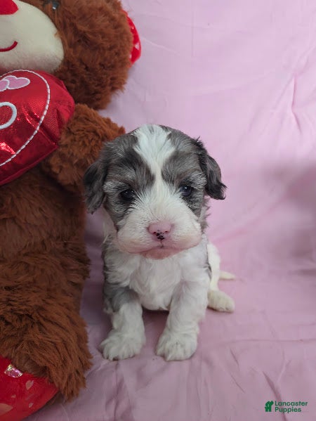 Cavapoo dogs Sven - Ad 2