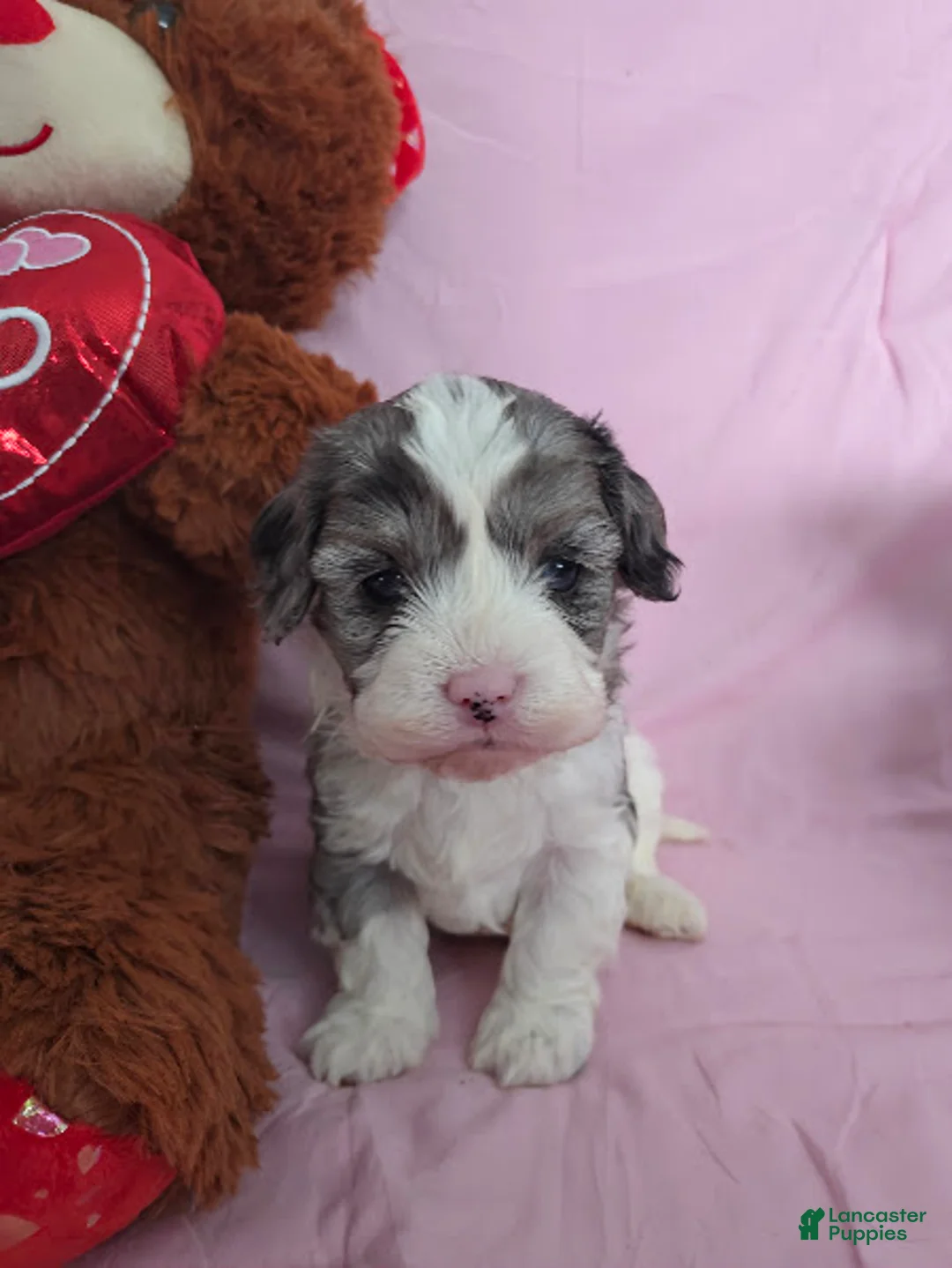 Cavapoo dogs for sale: Sven - Ad 2