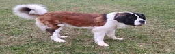 Saint Bernard dogs for sale: Delaina - Ad 3
