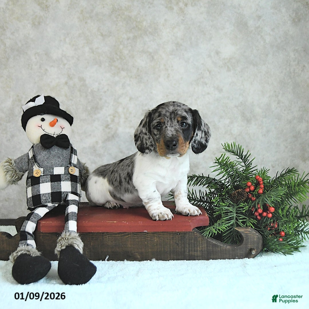 Miniature Dachshund dogs for sale: Loki - Ad 2