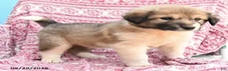 Mixed Breed dogs for sale: Helina - Ad 3
