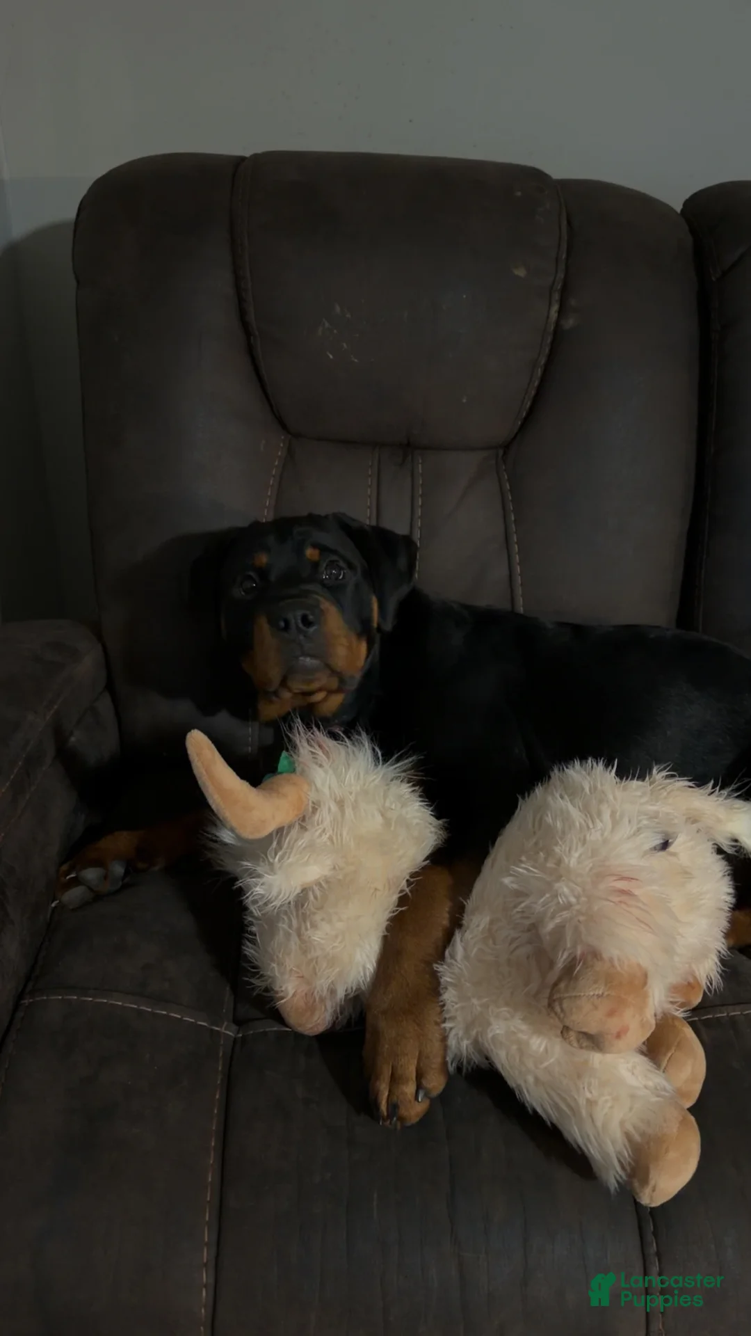 Rottweiler dogs for sale: Rottweiler Puppy 1 - Ad 2
