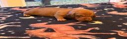 Dachshund dogs for sale: Jaz  - Ad 3