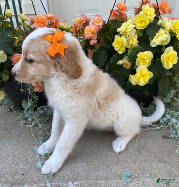 Mini Goldendoodle dogs Sasha - Ad 2