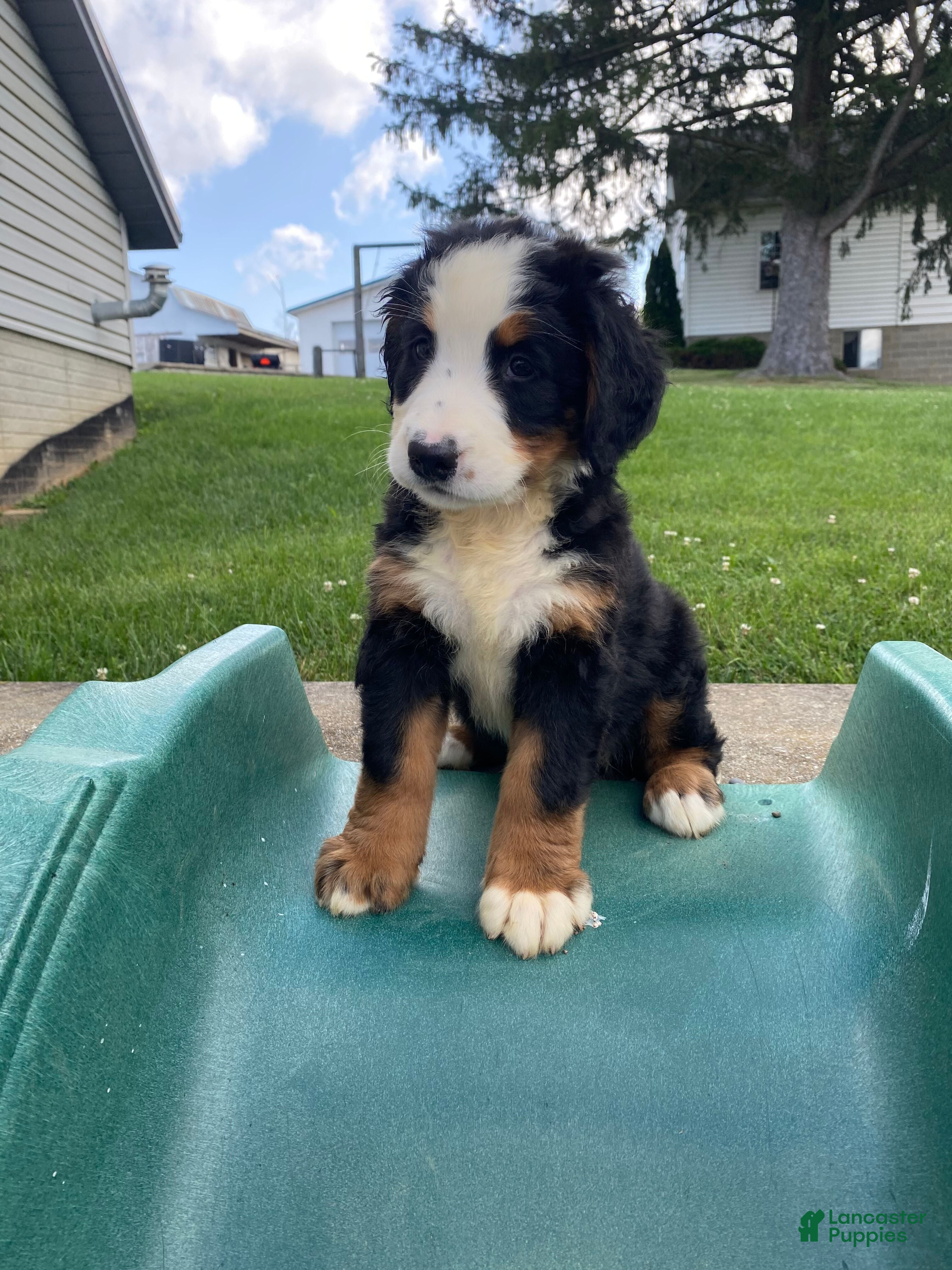 Bernese Mountain Dog dogs Callie - Ad 2