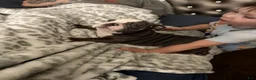 English Bulldog dogs for sale: English Bulldog 1 - Ad 4