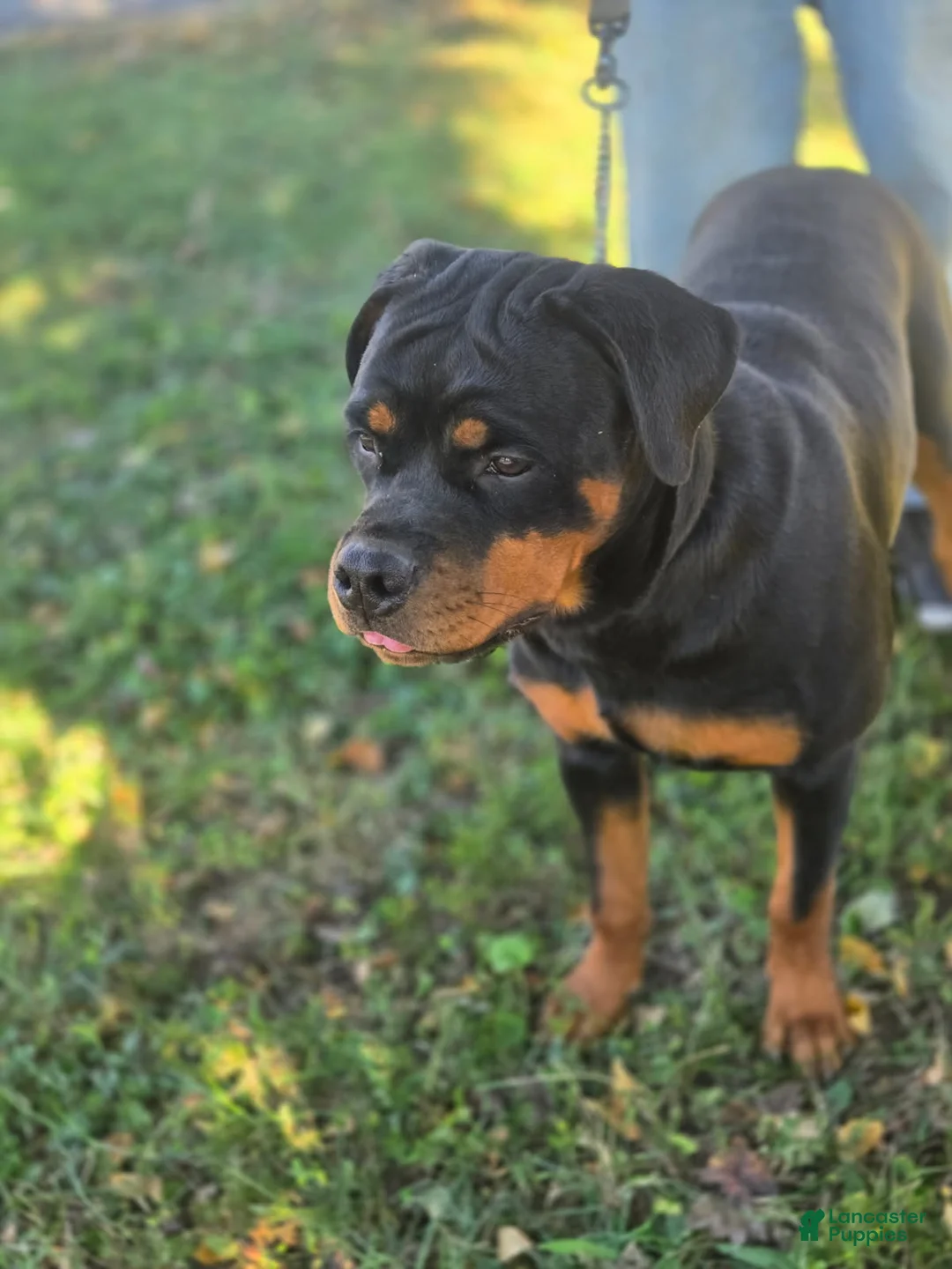 Rottweiler dogs for sale: Mango - Ad 2