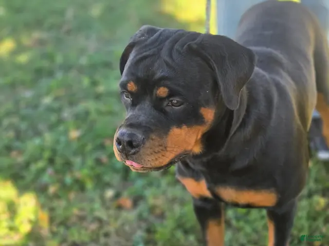 Rottweiler dogs Mango - Ad 2