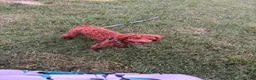 Toy Poodle dogs for sale: Nila - Ad 4