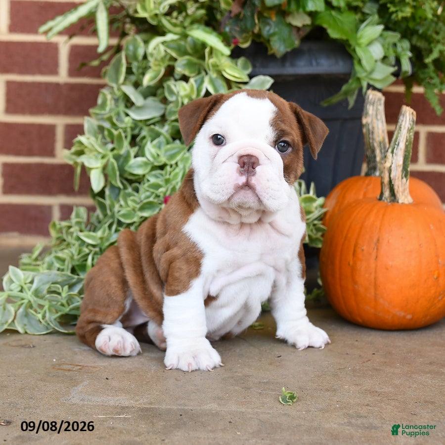 English Bulldog dogs Sandy - Ad 1